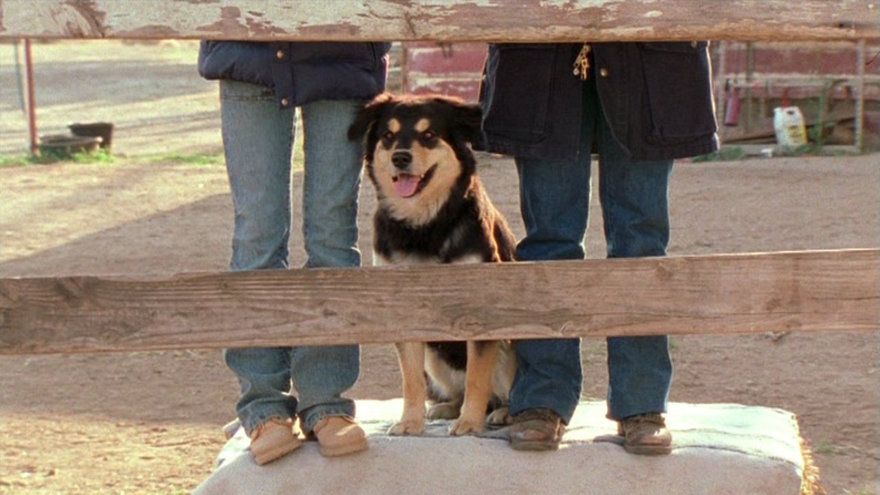 Hollywood, It's a Dog's Life backdrop