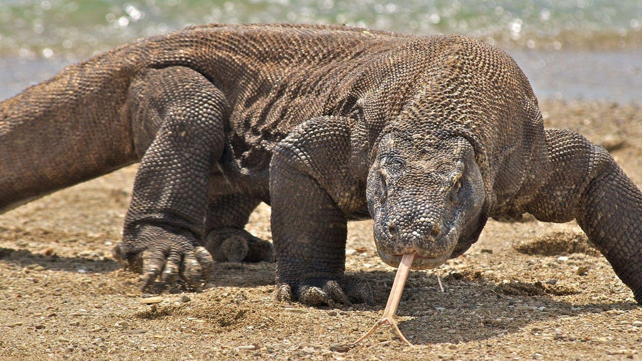 Nature's Biggest Beasts backdrop