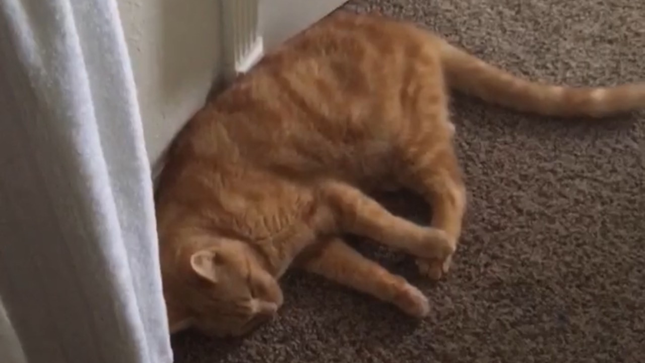 The Adventures of Murphy the Cat #3 backdrop