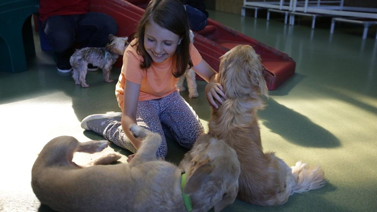 Cesar Millan: Doggie Nightmares backdrop