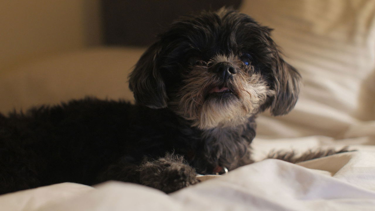 Norman Norman backdrop