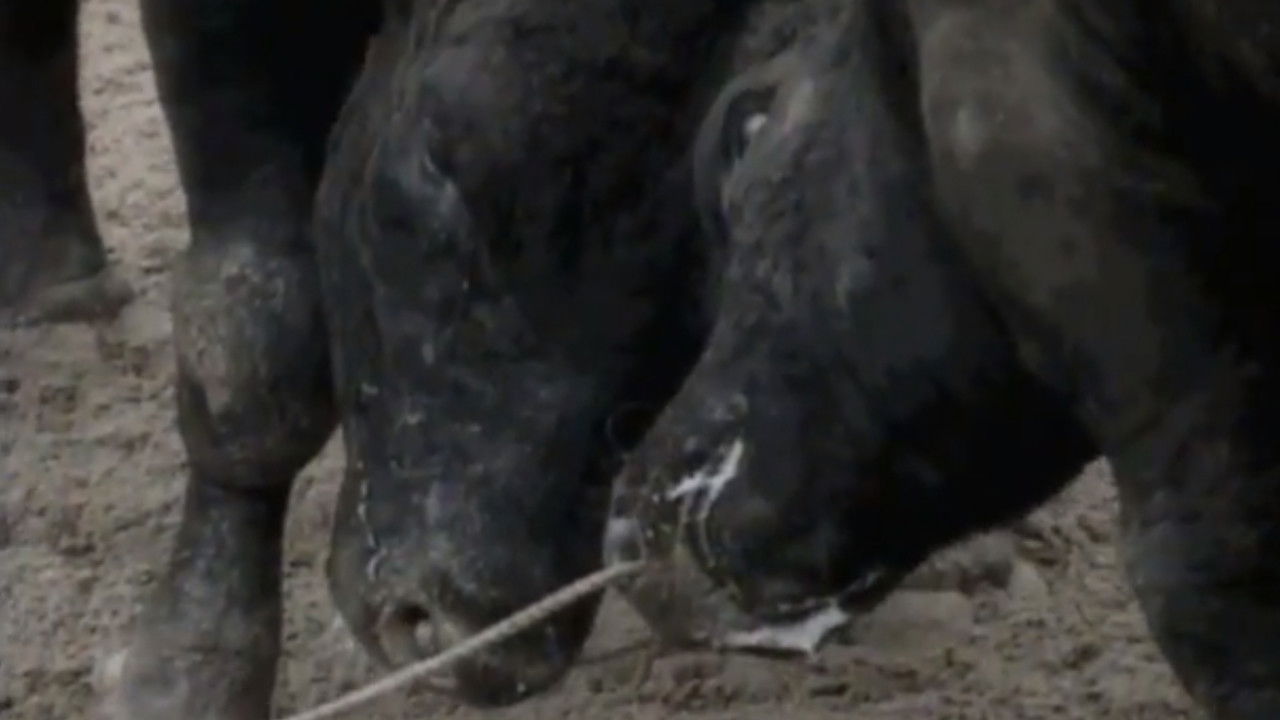 Bullfight in Okinawa backdrop
