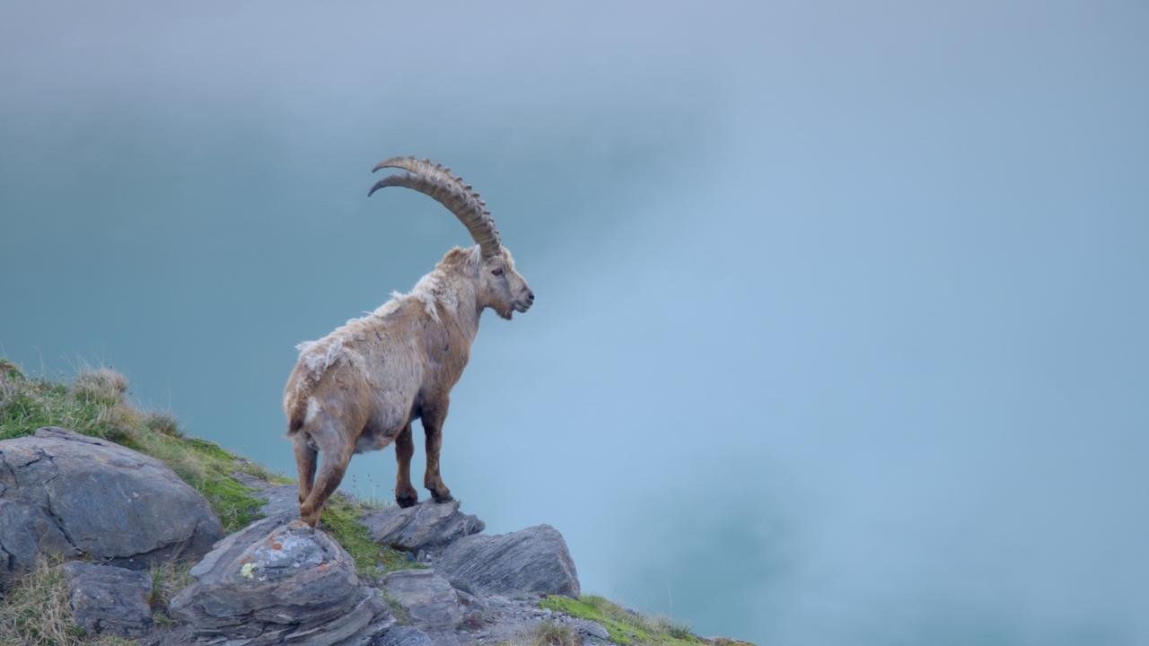 Austria's Wild Heritage - One Country Six National Parks backdrop