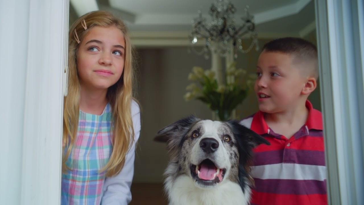 Junkyard Dogs backdrop