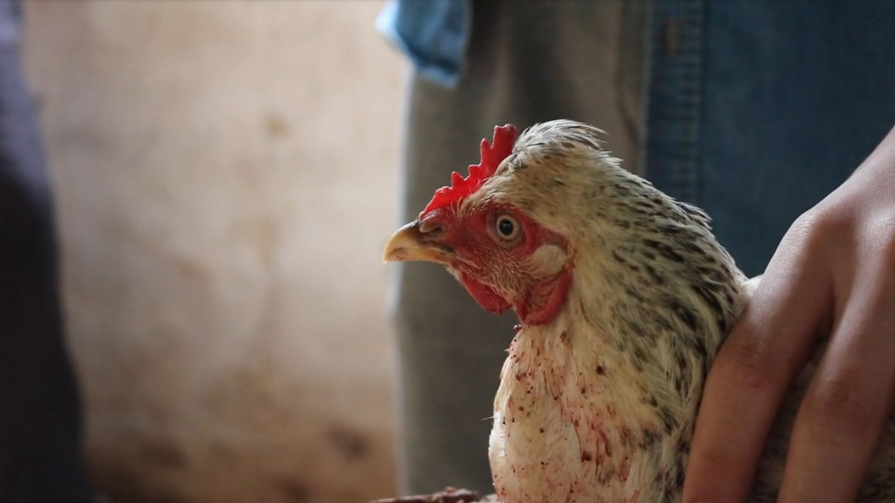 Dead Chicken backdrop