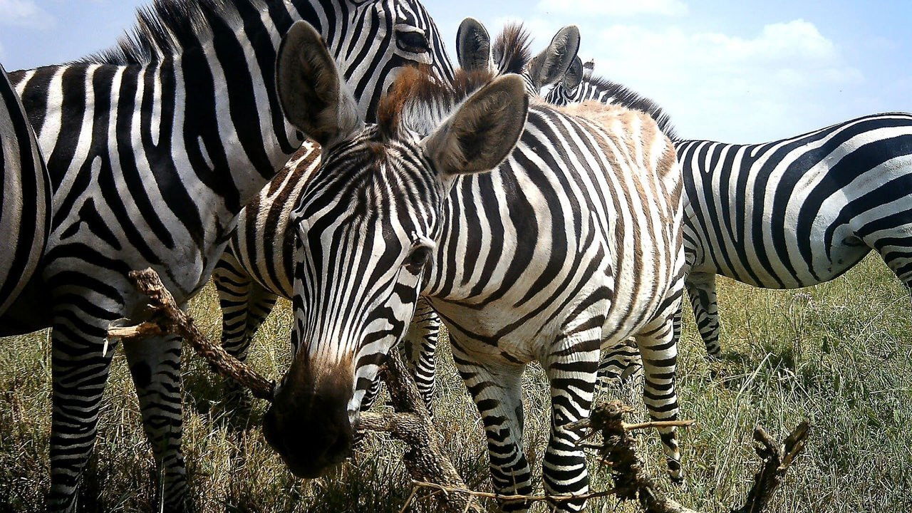 Amazing Animal Selfies backdrop