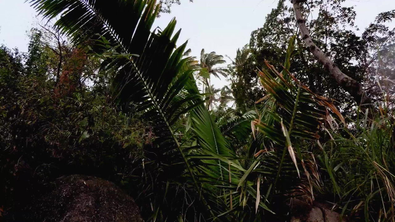 Seasons of the Wild backdrop