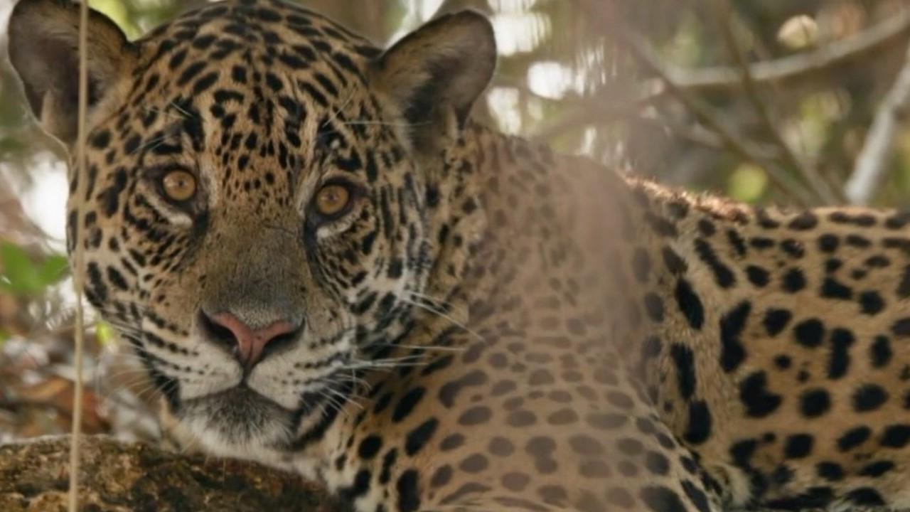 Au nom des jaguars backdrop