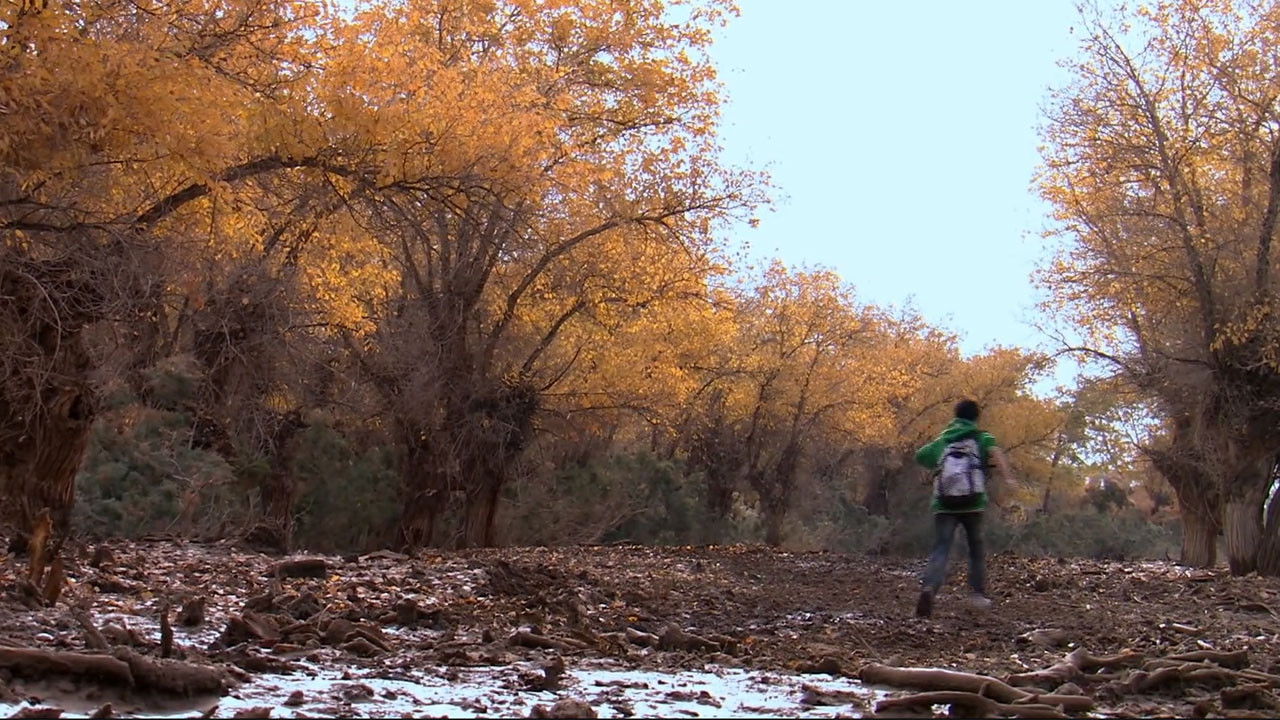 胡杨深处是我家 backdrop
