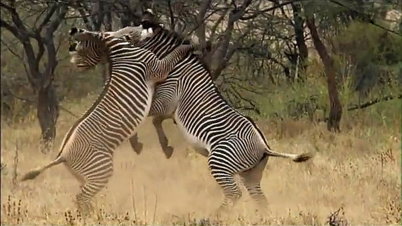 Afrique Sauvage backdrop