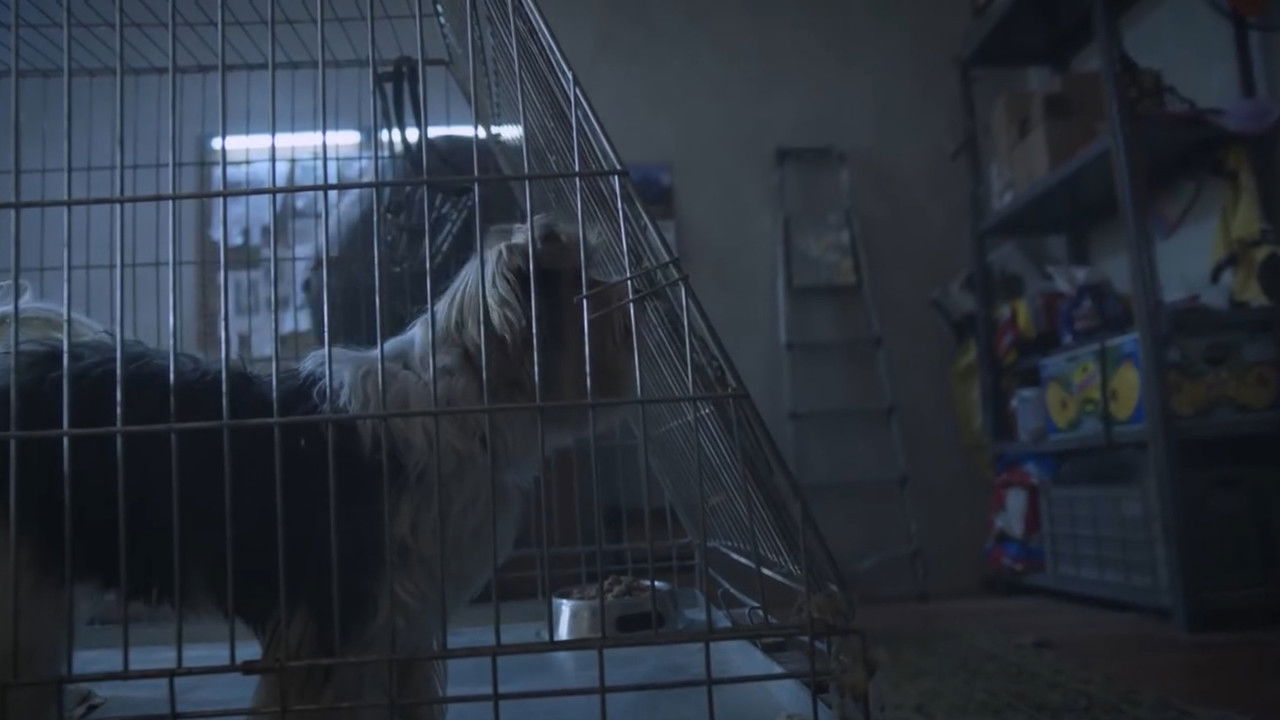 Becsületes megtaláló backdrop