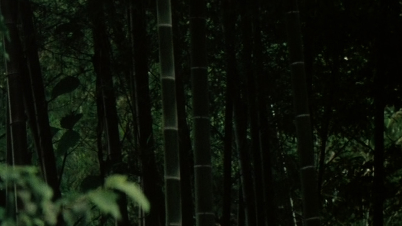 Young Pines backdrop