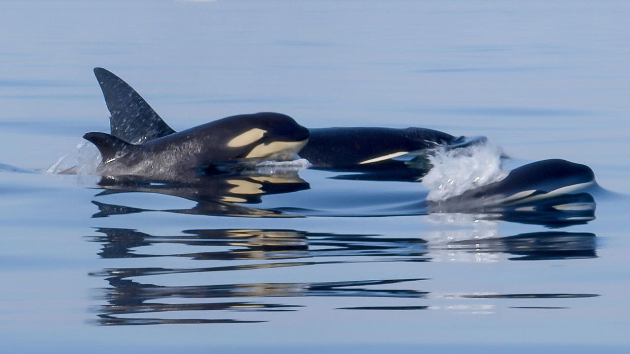 Orcas - Life in Black and White backdrop