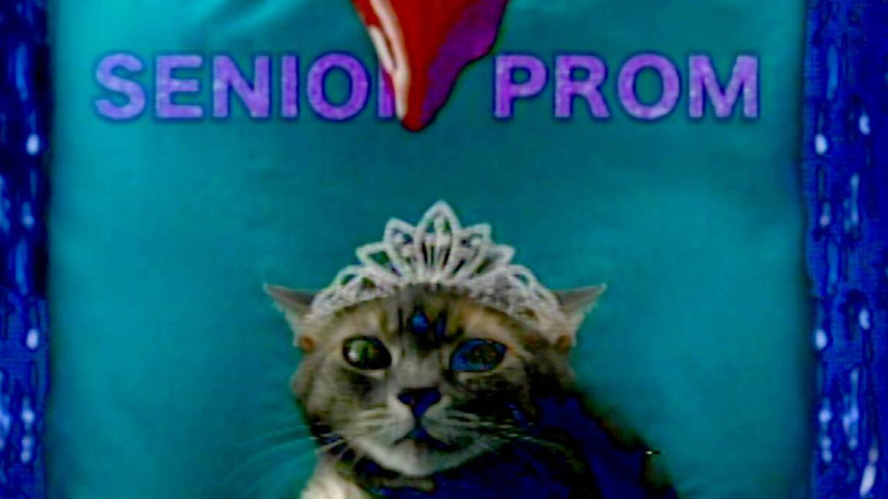 She's Allergic to Cats backdrop