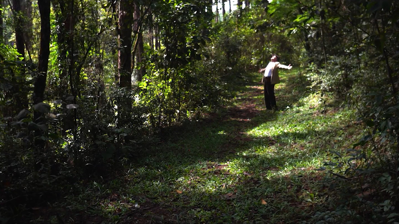 Cidade Natureza backdrop