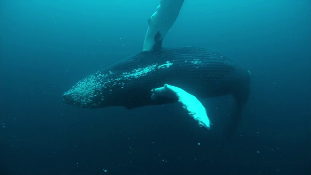 Norvège : le festin des orques backdrop