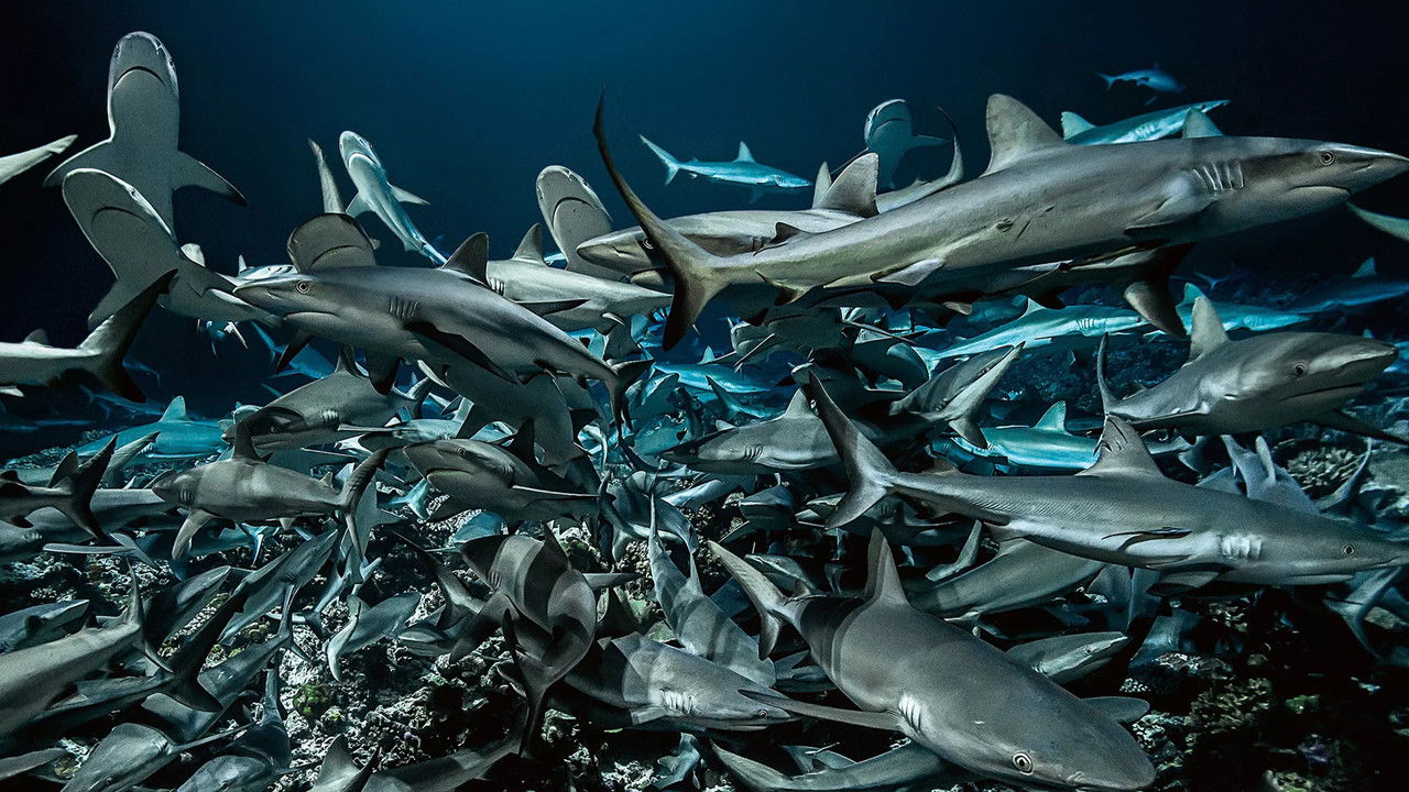 Cinquante nuances de requins backdrop