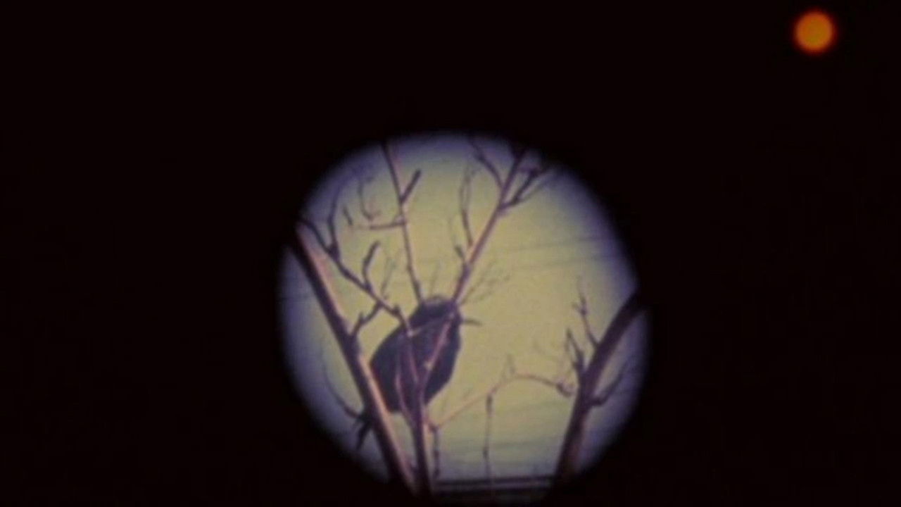 Birds at Sunrise backdrop