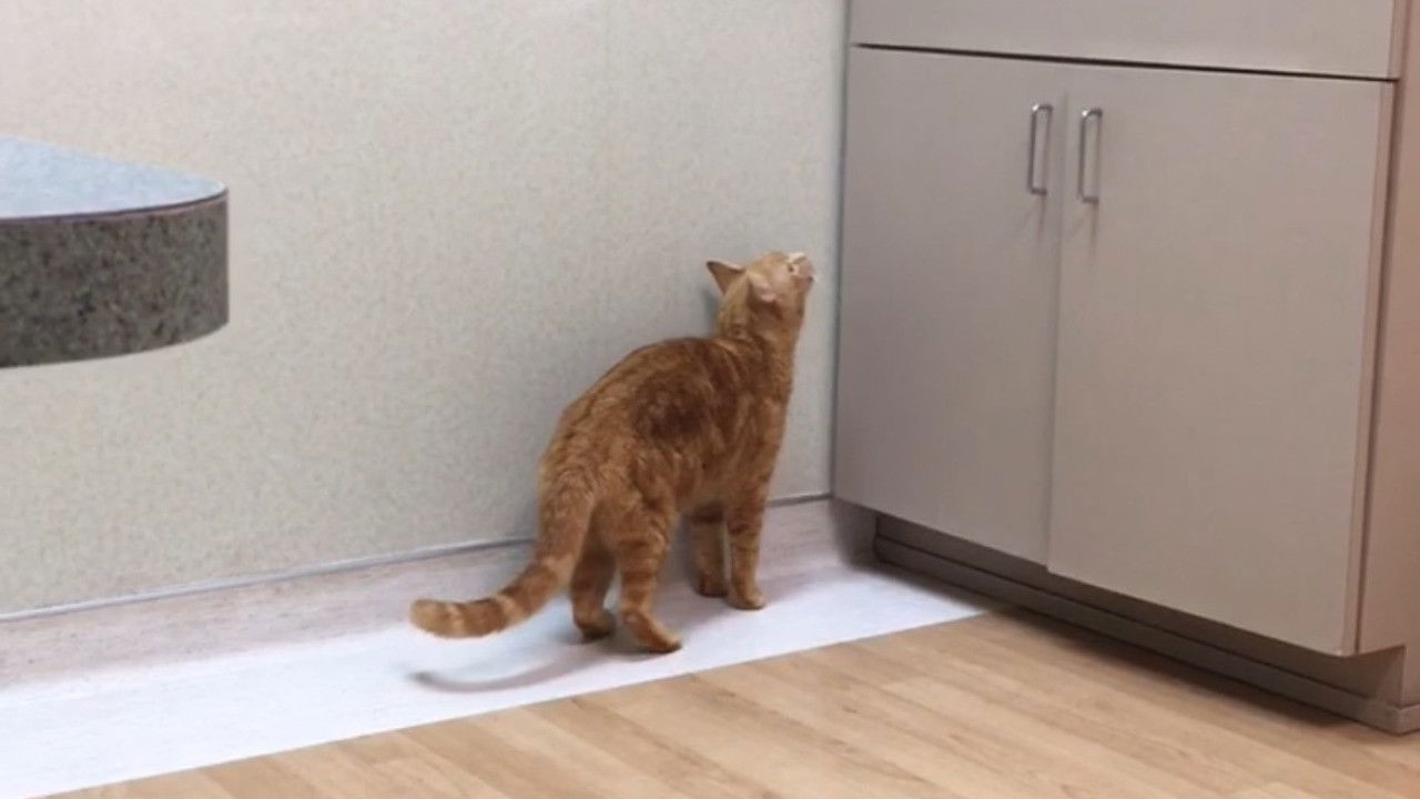 The Adventures of Murphy the Cat #4 backdrop