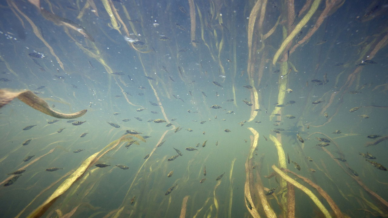 Nederland onder water backdrop