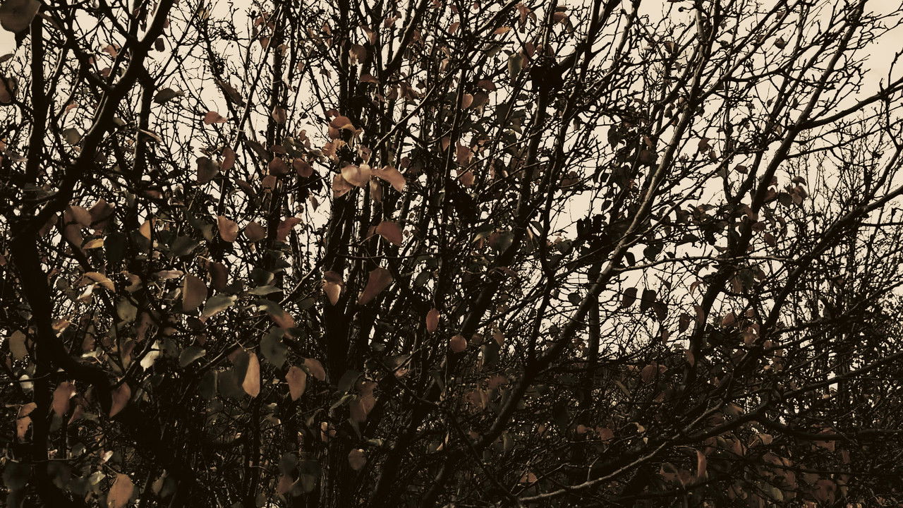 Meshes of an Autumn Afternoon backdrop