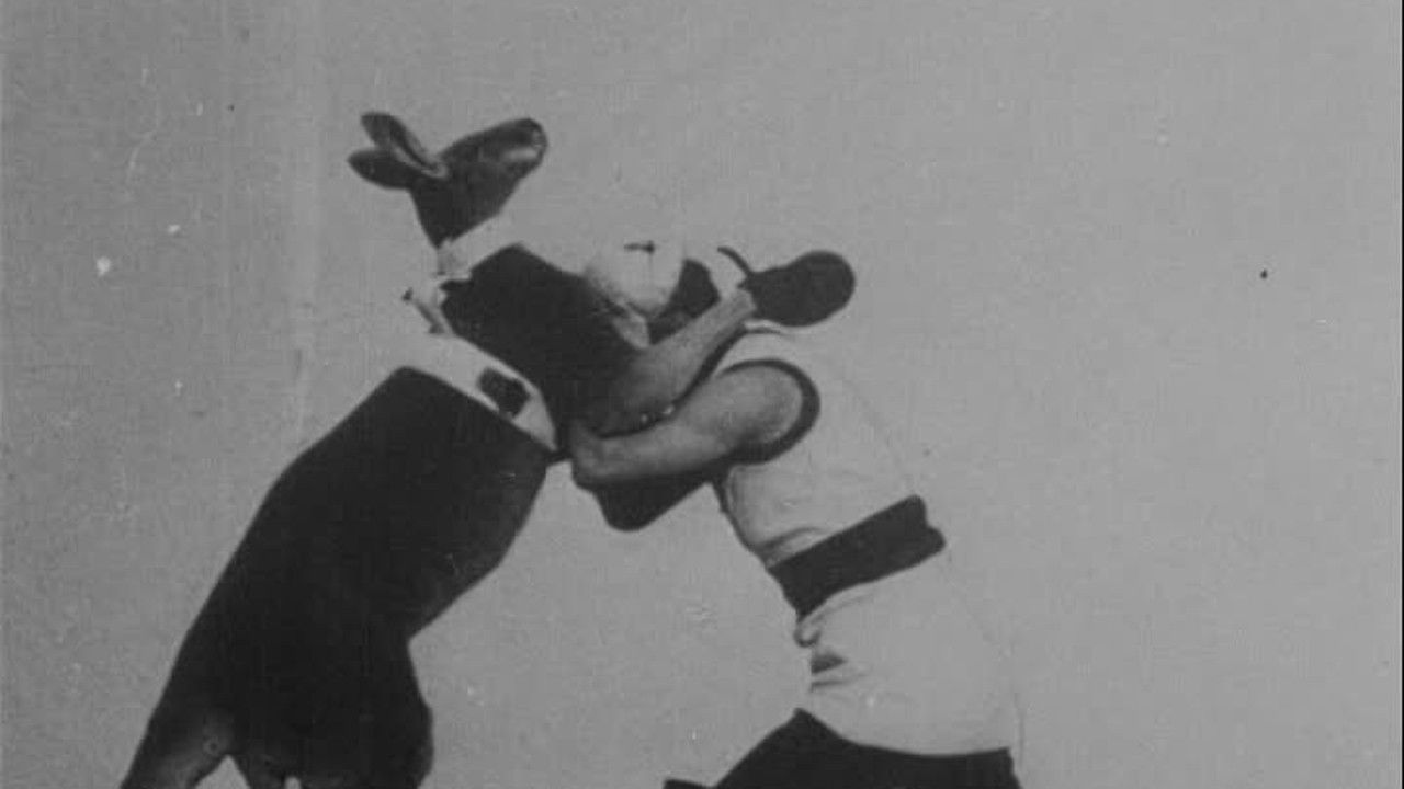 The Boxing Kangaroo backdrop