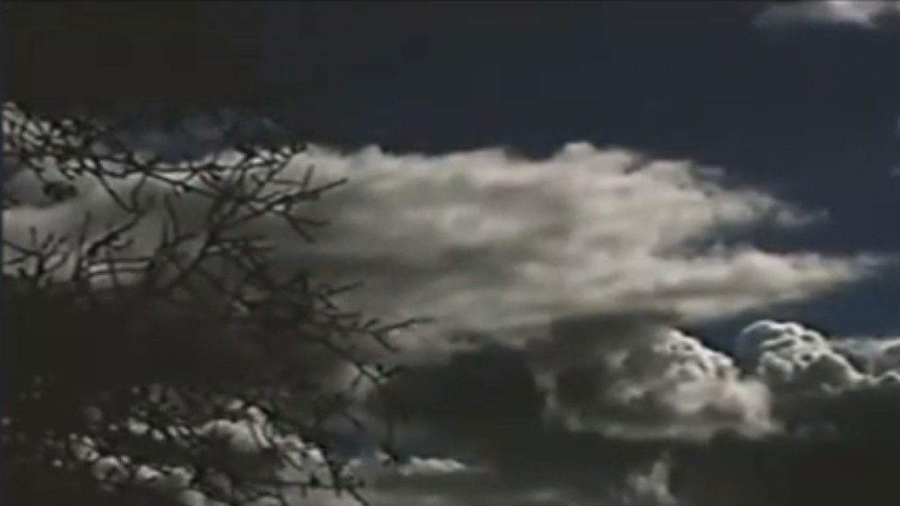 The Field Is White backdrop