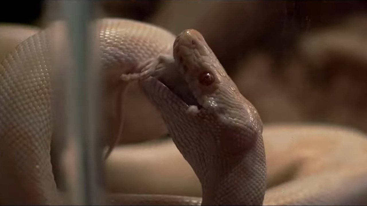 Thunderbird backdrop