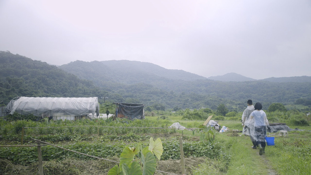 The Cow Caretaker backdrop