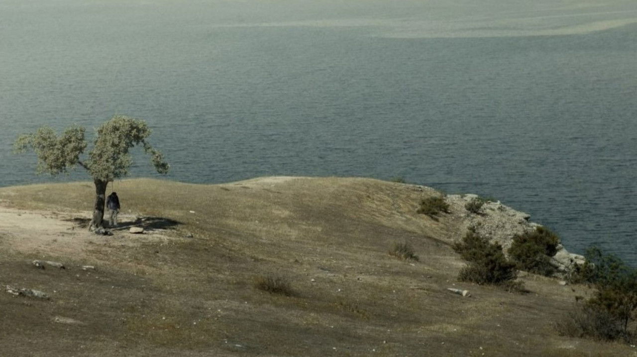 The Big Tree backdrop