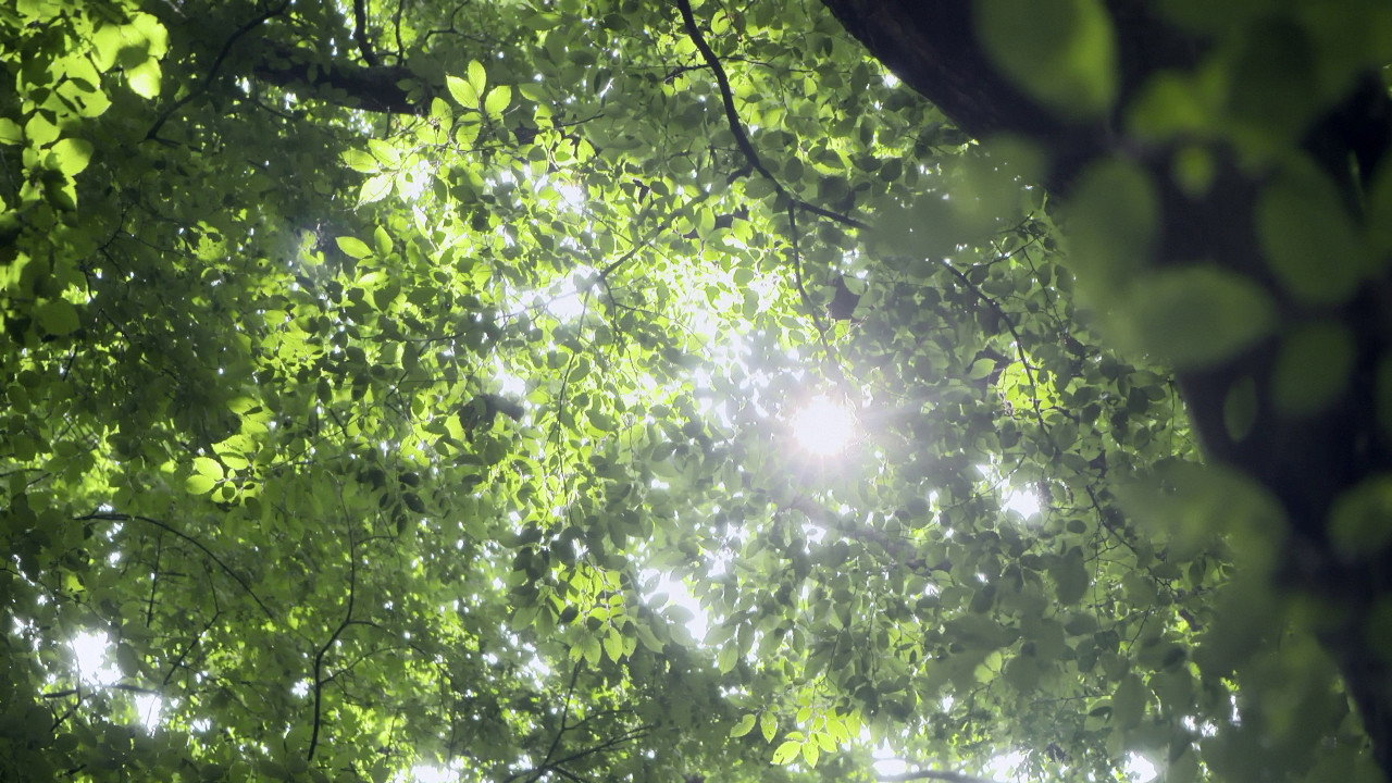 Yellow Brick Road backdrop