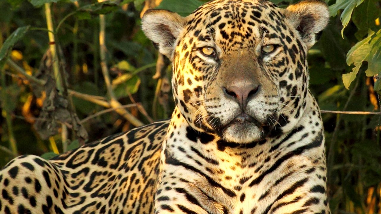 Wild Brazil backdrop