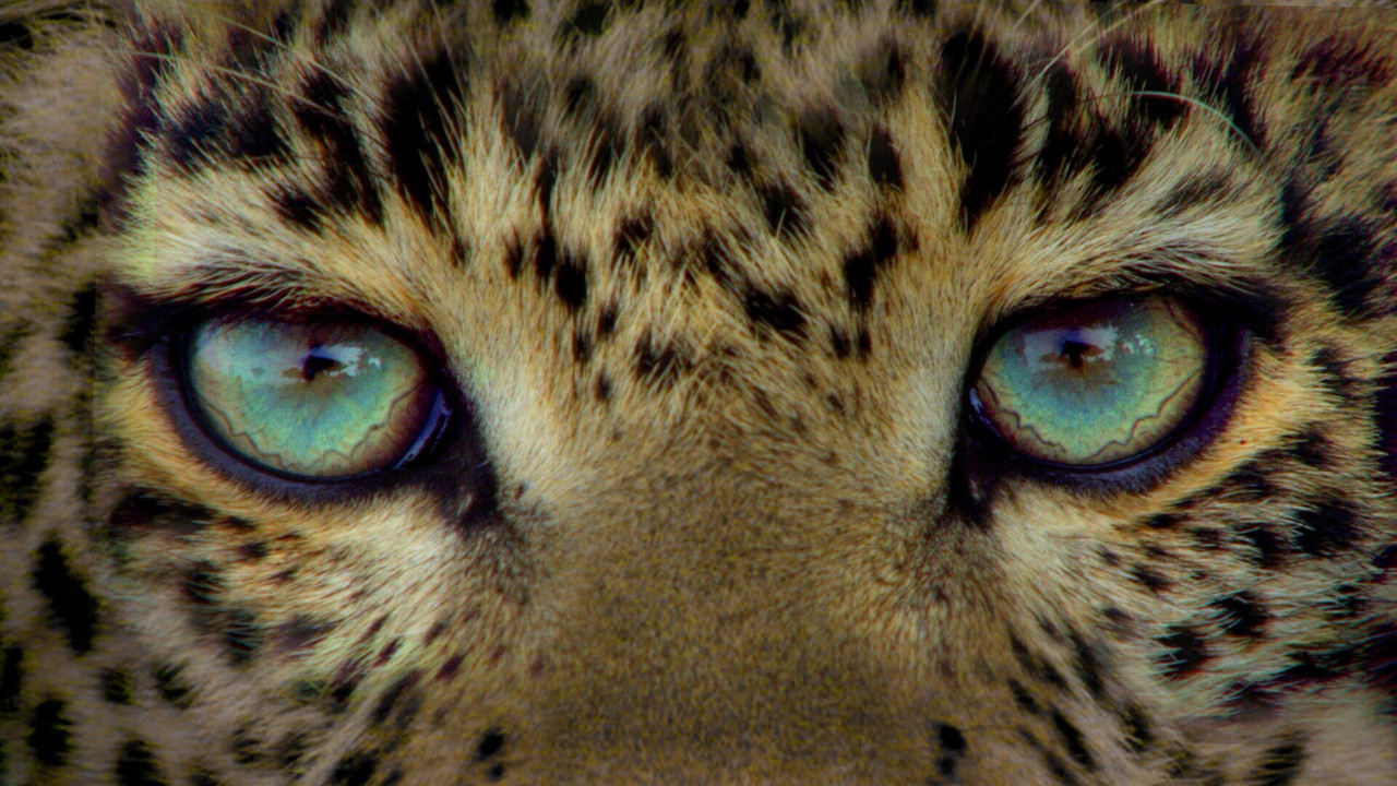 Jade Eyed Leopard backdrop