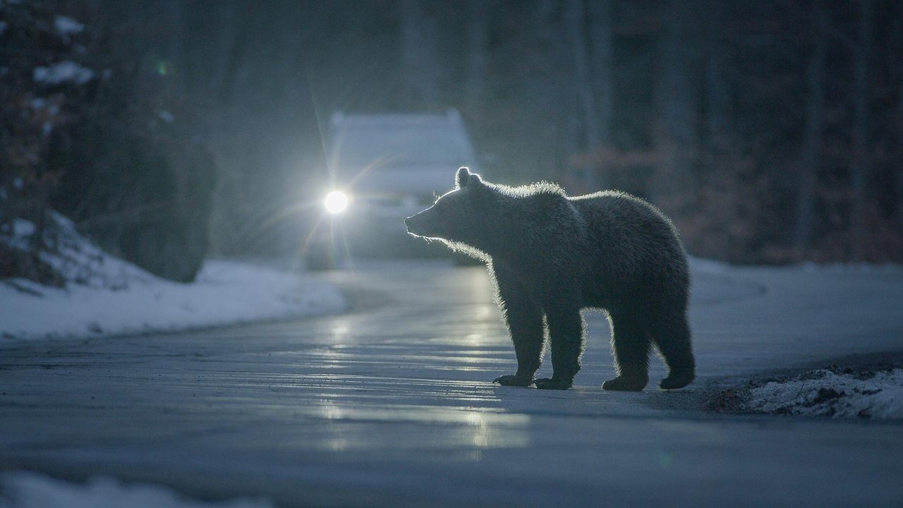 Backyard Bears of Transylvania backdrop