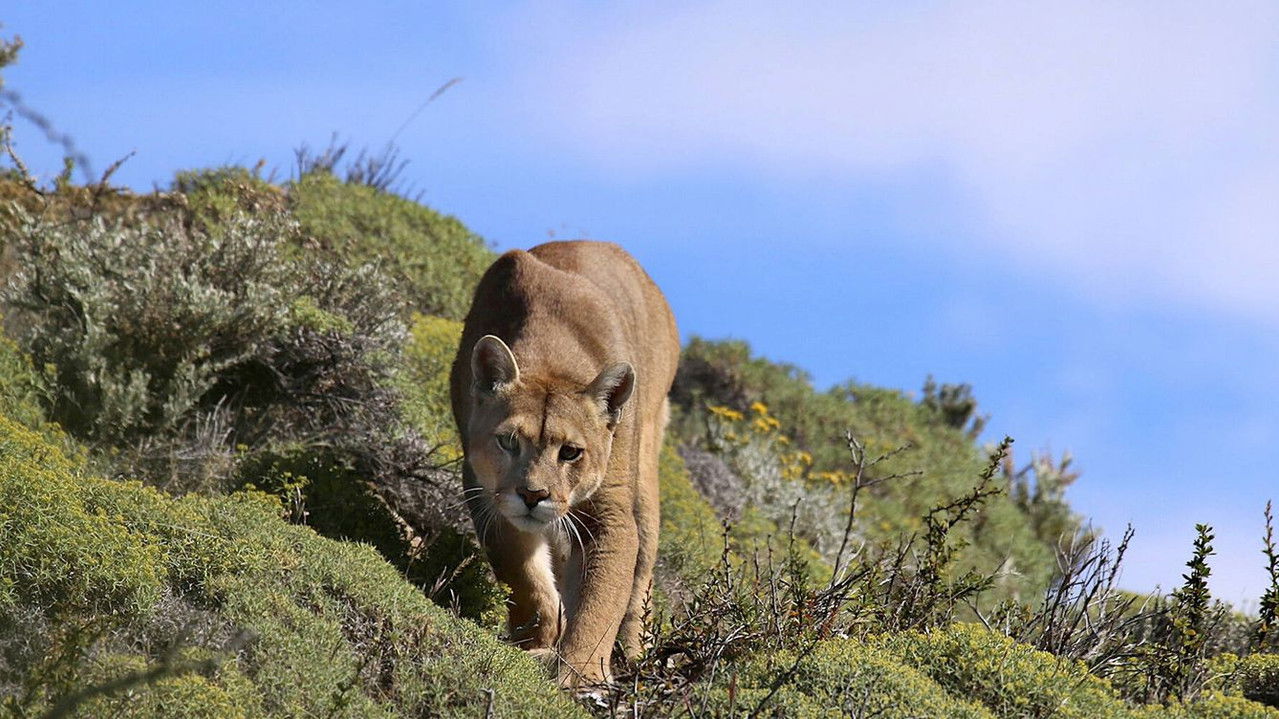 Puma: Lion of the Andes backdrop