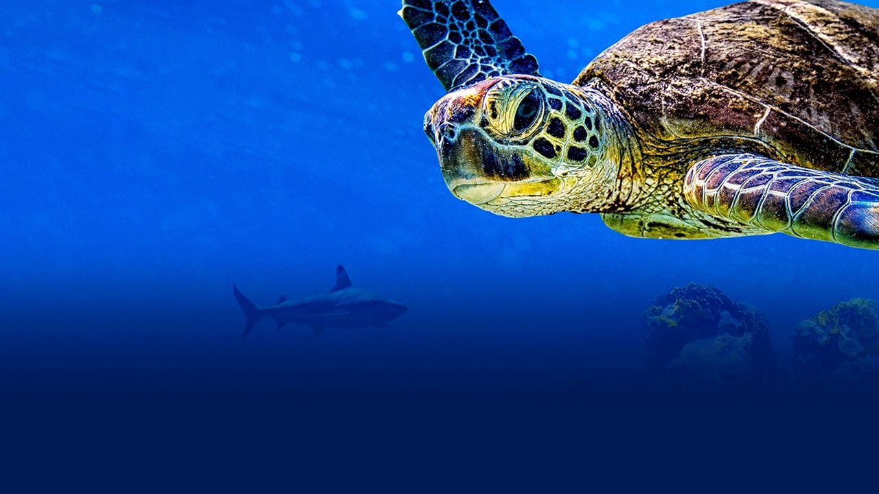 Turtle Odyssey backdrop