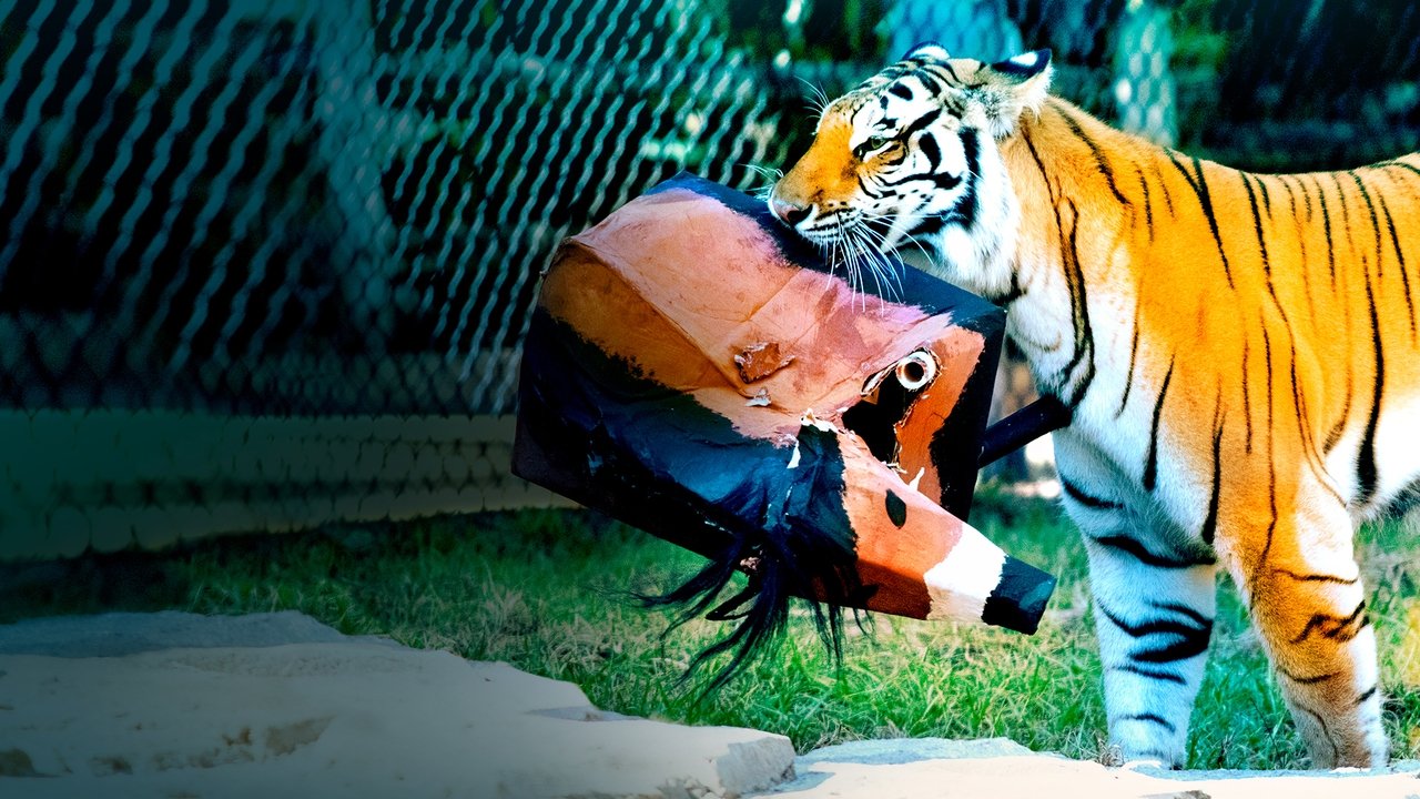 Big Cat Games backdrop