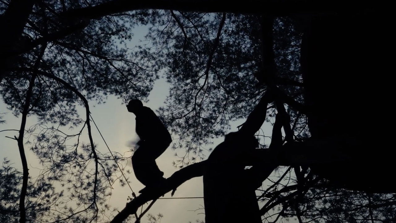 Traceurs des arbres backdrop