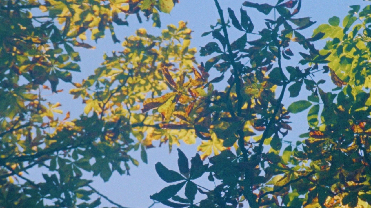 die kastanie backdrop