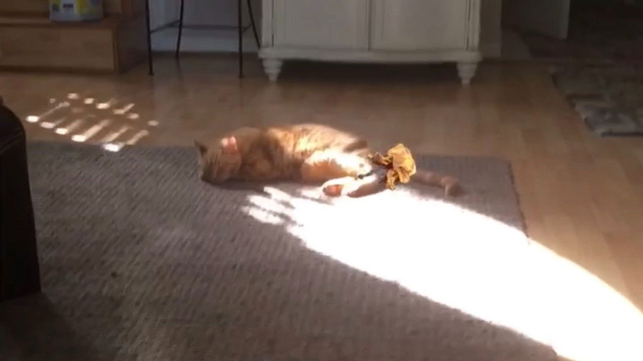 The Adventures of Murphy the Cat #10 backdrop