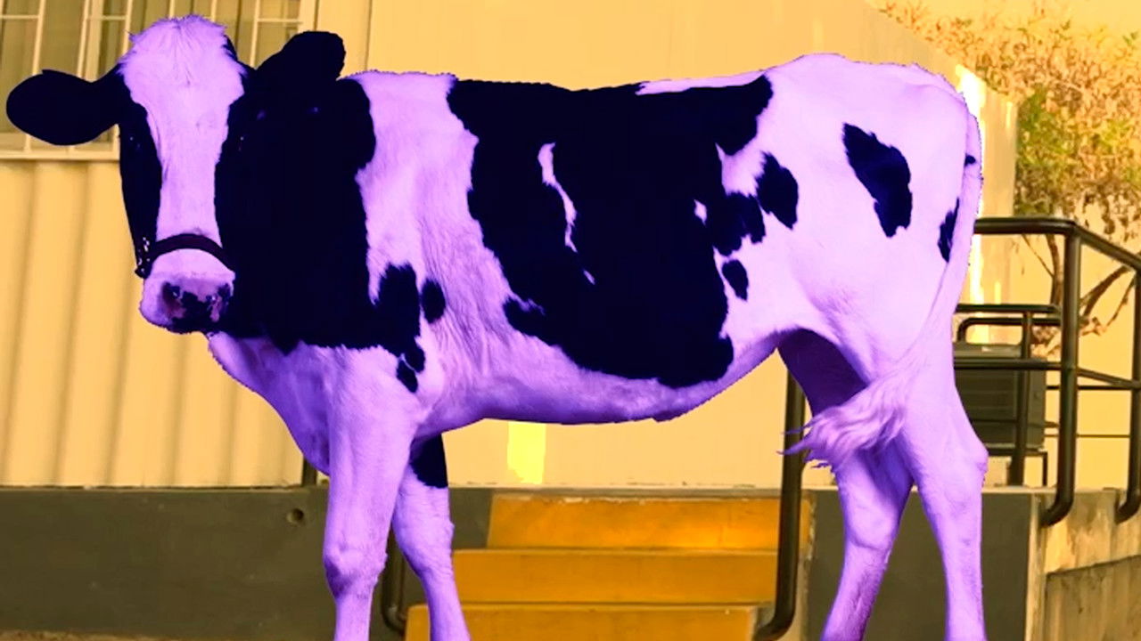 The 5 Shots backdrop