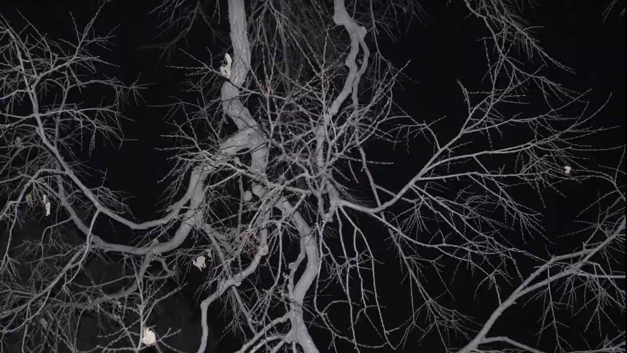 Lack of Organization backdrop