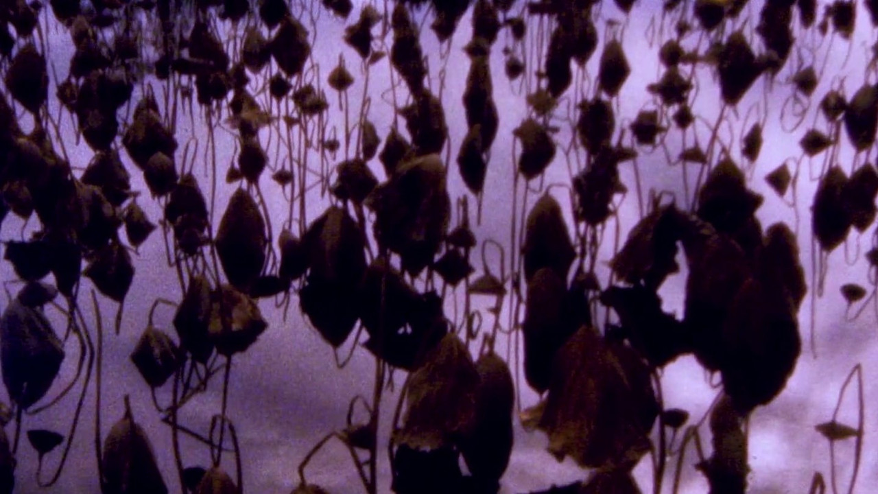 Hiroshima - Nagasaki backdrop