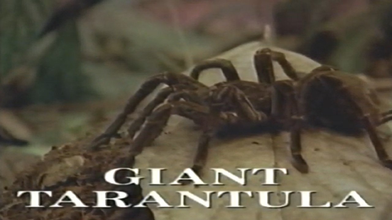 Predators of the Wild: Giant Tarantula backdrop