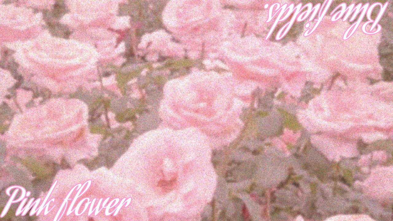 Flores rosas em meio aos campos azuis. backdrop