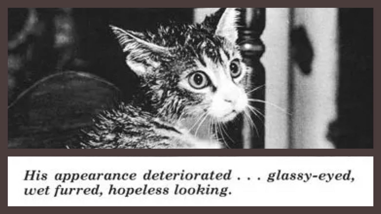 The Cat That Drank and Used Too Much backdrop