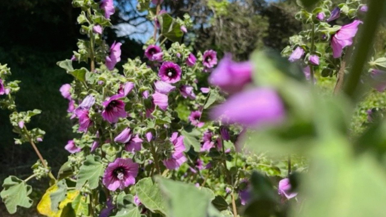 Caracole (for Izcali) backdrop