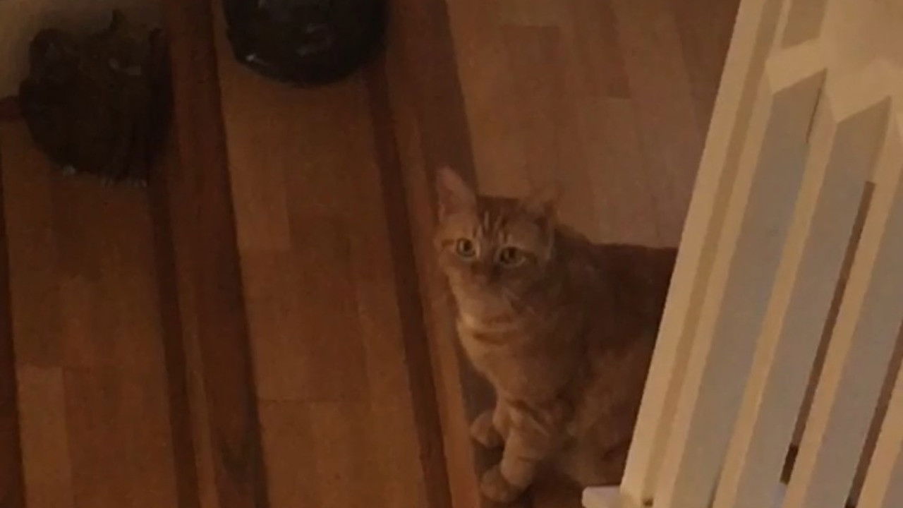 The Adventures of Murphy the Cat #5 backdrop