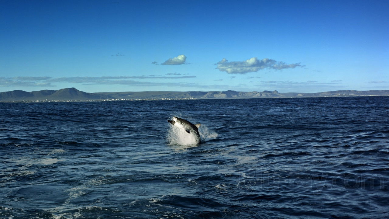 IMAX : Extreme Nature Collection backdrop