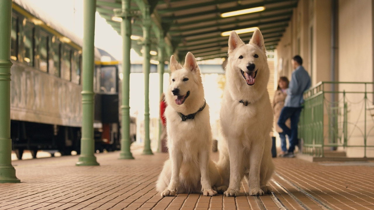 The Travelling Dog 2 backdrop